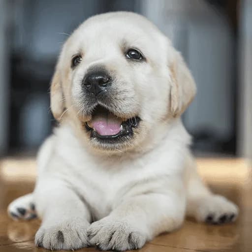 Creamy Labrador Puppies