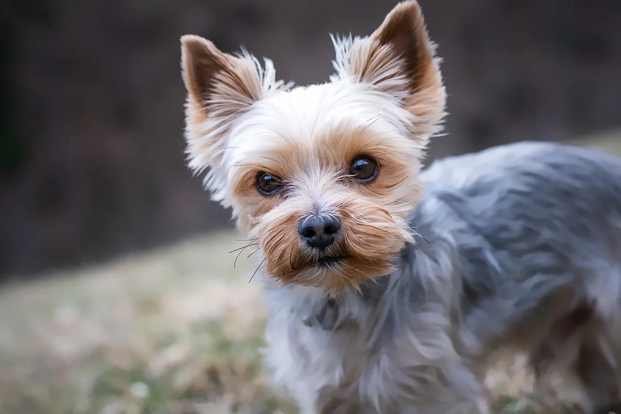 Choosing the Right Puppy Breed for Apartment Living in the UAE