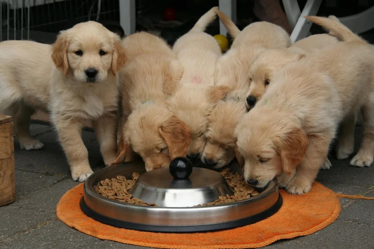 Puppy Nutrition in the UAE: A Feeding Guide for Every Growth Stage
