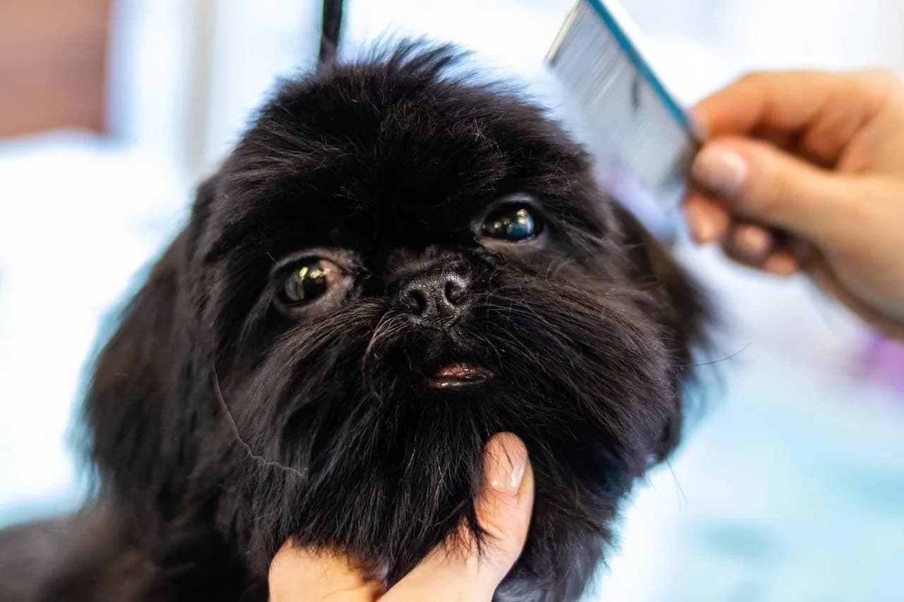 The Complete Grooming Guide for Puppies in the UAE's Climate