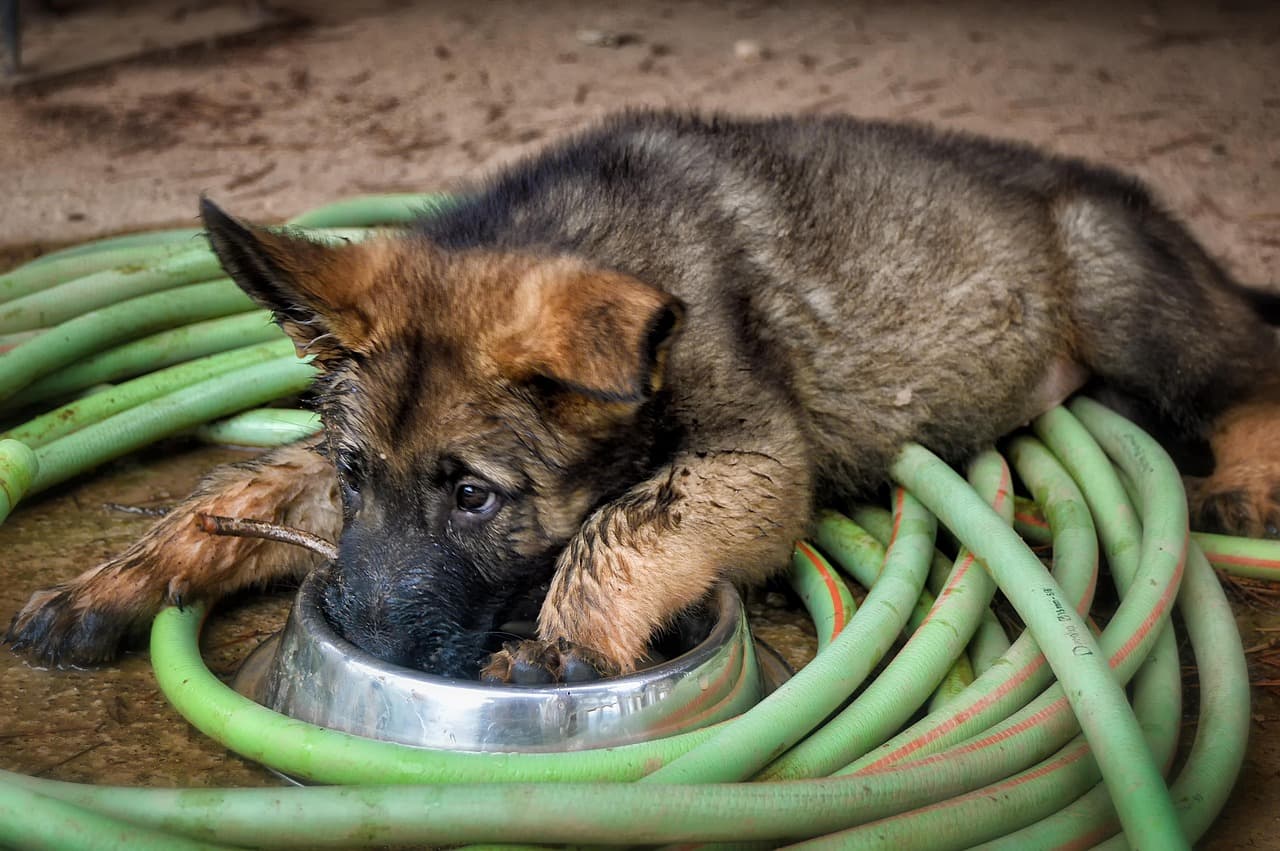 Keeping Your Puppy Safe and Cool During UAE Summers