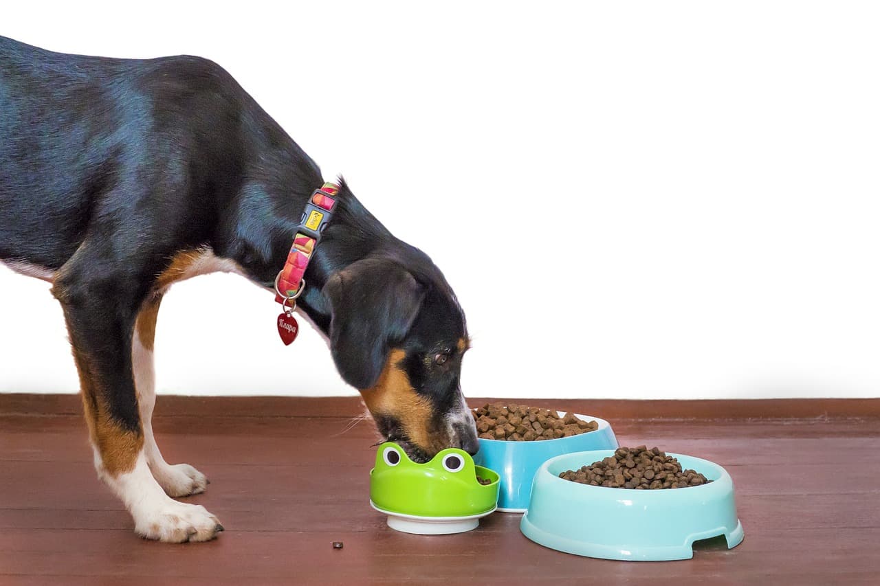 Feeding Your Puppy Right: A UAE Owner's Nutrition Guide by Breed Size
