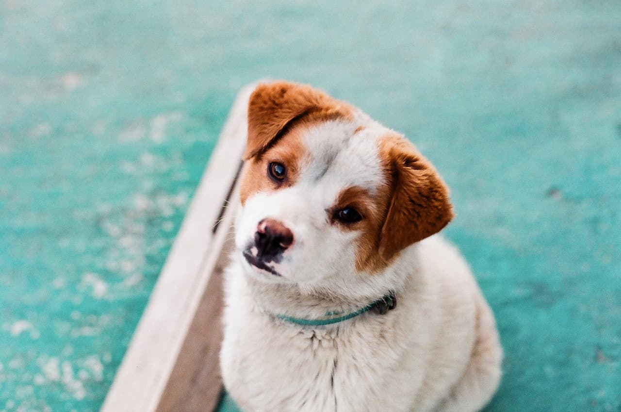 Pet Licensing & Registration Rules for Puppy Owners in the UAE